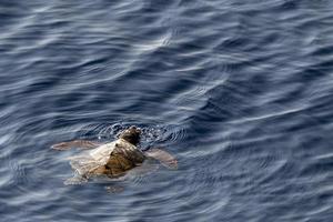 baby newborn caretta turtle near sea surface for breathing photo