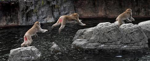 japanese macaque monkey while jumping on the rocks photo