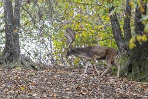 fallow deer in love season photo