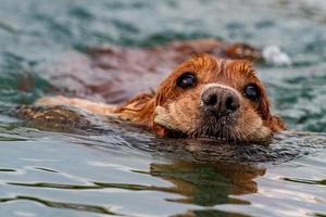 Puppy young dog English cocker spaniel while running in the water photo