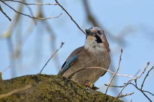 Nutcracker Jay Bird portrait photo