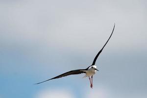 Isolated  black winged stilt while flying photo