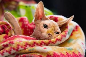 sphynx cat close up portrait photo