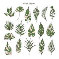 conjunto de hojas. plantas tropicales. herbario. perfecto para diseños de productos a base de hierbas. vector
