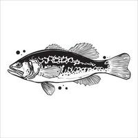 Bass fish line drawing style on white background. Design element for icon logo, label, emblem, sign, and brand mark.Vector illustration vector