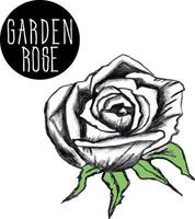 garden rose. set of flowers, buds, leaves and stems. Hand drawn open and unopened rosebuds. Black vector
