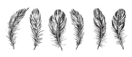 Hand drawn feather on white background. vector