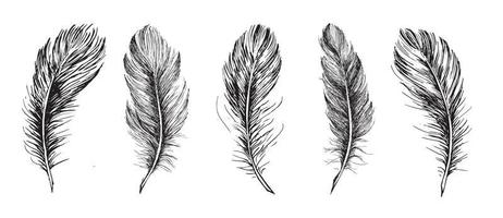 Hand drawn feather on white background. vector