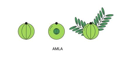 PrintAmla Exotic Fruit Icon Element for Web vector