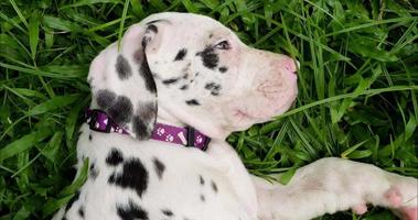 Super goed dane puppy resting Aan groen gras Aan een helder dag. huisdieren concept. video