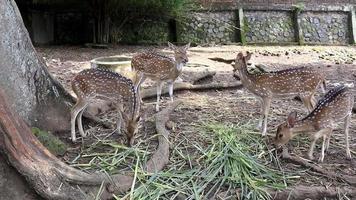 A spotted deer is playing tricks on a friend eating green grass at the Semarang Zoo. video