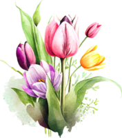 Cute watercolor tulip spring flowers bouquet png