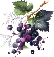 Cute Watercolor Branch of Black Currant png