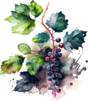 Cute Watercolor Branch of Black Currant png