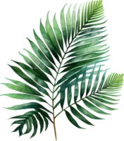 Green Natural Watercolor Palm Tropical Leaf png