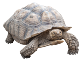 Big Turtle isolated png