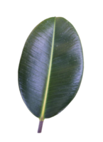 folha de planta de borracha isolada para elemento de design de natureza png