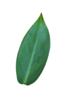 Green leaf isolated for nature design element png