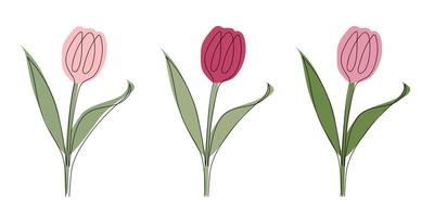 Tulip drawn with one line. Illustration isolated on white background. vector