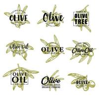 Olive oil and farm olives vector sketch lettering