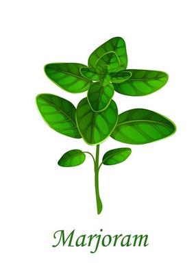 Marjoram herb seasoning, herbal spice flavoring