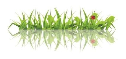 Spring Green Grass with Ladybug Isolated on White Background. vector