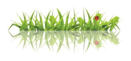 Spring Green Grass with Ladybug Isolated on White Background. vector