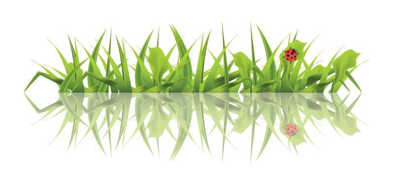 Spring Green Grass with Ladybug Isolated on White Background.