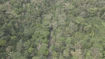 antenne visie van weg in de midden- van Woud in Indonesië video