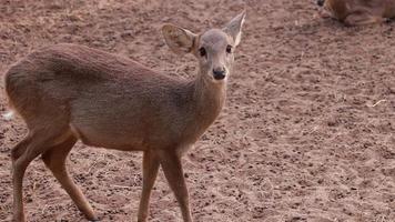 les cerfs vivent dans la nature video