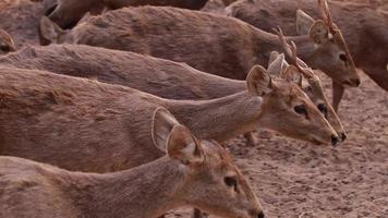 in der Natur lebende Rehe video