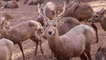 cerf vivant dans la nature video