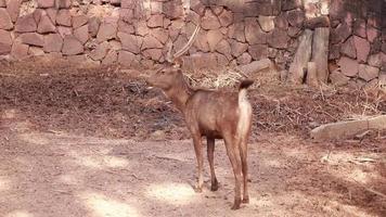 les cerfs vivent dans la nature video