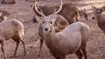 Deer living in nature video