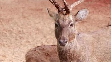 Deer living in nature video