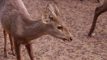 les cerfs vivent dans la nature video