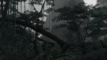 scene looking straight into a dense tropical rain forest photo