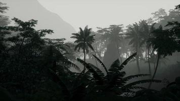 Deep tropical jungle in darkness photo