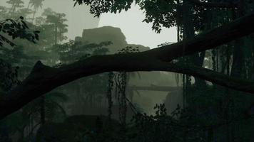 scene looking straight into a dense tropical rain forest photo