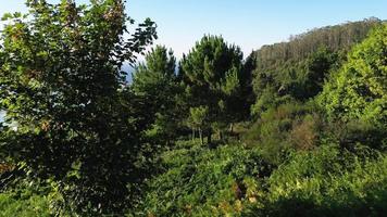 bosques de pinos en la ladera de la montaña cerca de la ciudad costera durante el verano. toma aérea de drones video