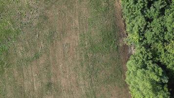 alto Visualizza di cespugli lungo il verde pianure nel campagna. aereo tiro video