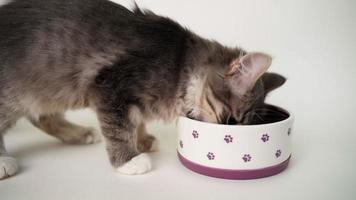 schattig hongerig grijs katje eet van een lila kom Aan een wit achtergrond. dakloos kat was beschut huis. video