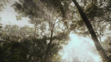 Sol matutino de 8k brillando a través de los árboles en la hermosa selva tropical foto