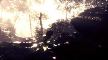 8k Morning sun shining through trees in beautiful tropical rainforest photo