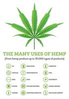 Industrial Hemp Infographic with Icons of Products. vector