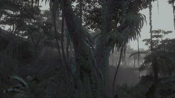 Deep tropical jungle in darkness photo