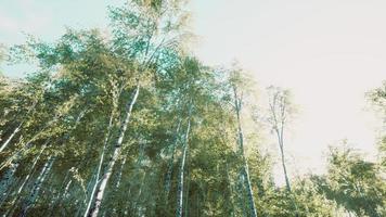 Green birch forest at sunset photo