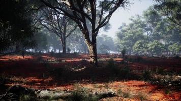 Coastal vegetation with trees and shrubs photo