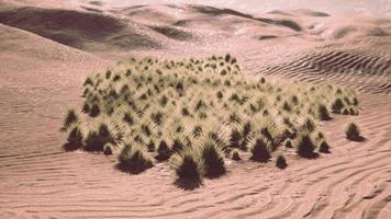 hierba verde en el desierto de liwa foto