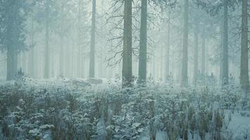 invierno en un bosque de abetos cubierto de nieve blanca y esponjosa foto